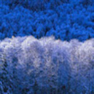 Meet your Posher, Blanca